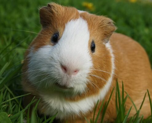 Ginepig Hastalıkları