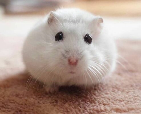 Gonzales Hamster