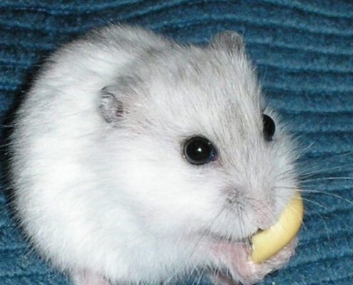 Gonzales Hamster