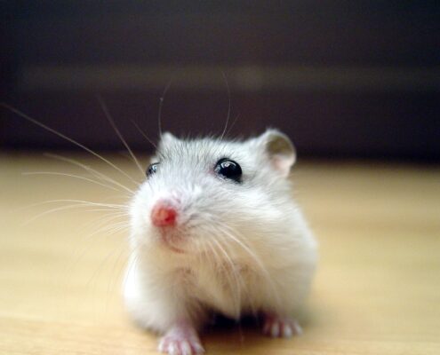 Gonzales Hamster
