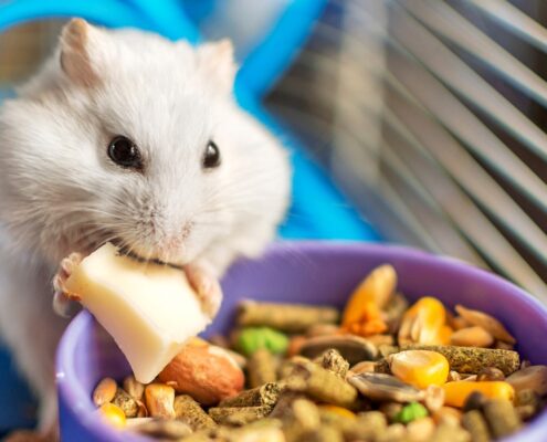 Gonzales Hamster