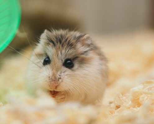 Gonzales Hamster