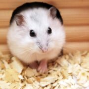 Gonzales Hamster