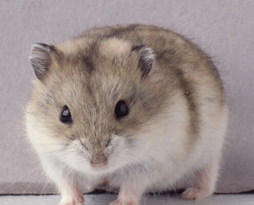 Gonzales Hamster