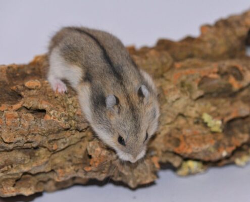 İlk Defa Hamster Besleyeceklerin Bilmesi Gerekenler