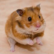 İlk Defa Hamster Besleyeceklerin Bilmesi Gerekenler İlk Defa Hamster Besleyeceklerin Bilmesi Gerekenler