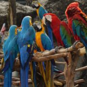 İlk Defa Papağan Besleyeceklerin Bilmesi Gerekenler