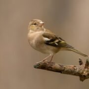 İspinoz Bakımı, Beslenmesi, Özellikleri
