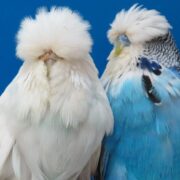 Jumbo Muhabbet Kuşu Jumbo Muhabbet Kuşu