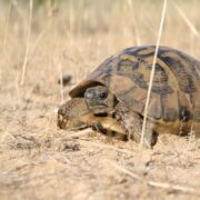Kara Kaplumbağaları Hakkında Temel Bilgiler Kara Kaplumbağaları Hakkında Temel Bilgiler