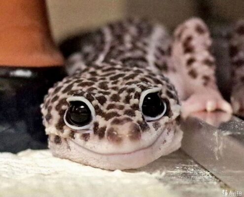 Leopard Gecko