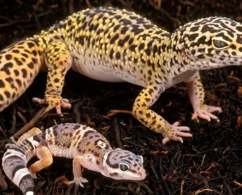 Leopard Gecko