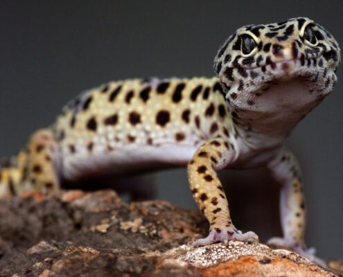 Leopard Gecko