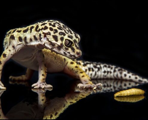 Leopard Gecko