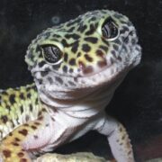 Leopard Gecko Leopard Gecko
