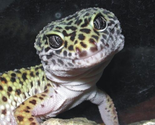 Leopard Gecko
