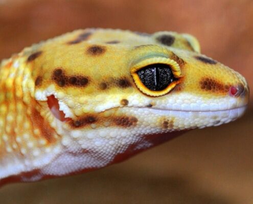 Leopard Gecko