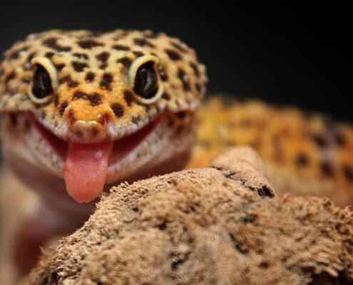 Leopard Gecko
