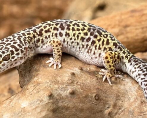 Leopard Gecko
