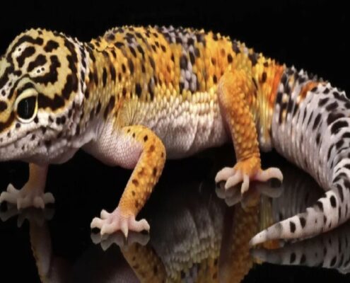 Leopard Gecko