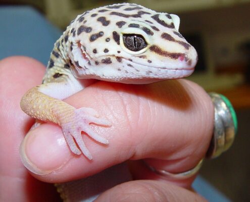 Leopard Gecko