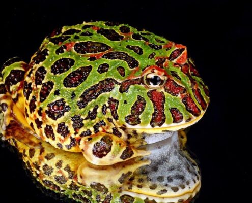 Pacman Frog