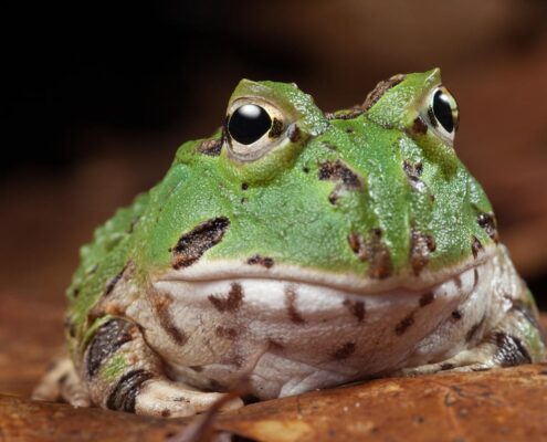 Pacman Frog