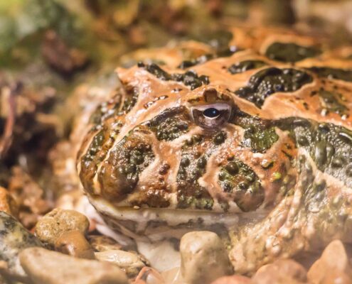 Pacman Frog