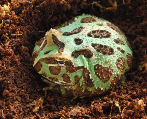 Pacman Frog
