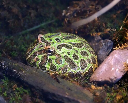 Pacman Frog