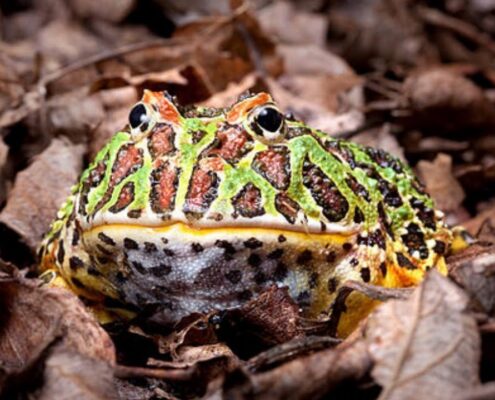 Pacman Frog