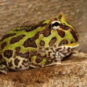 Pacman Frog Pacman Frog