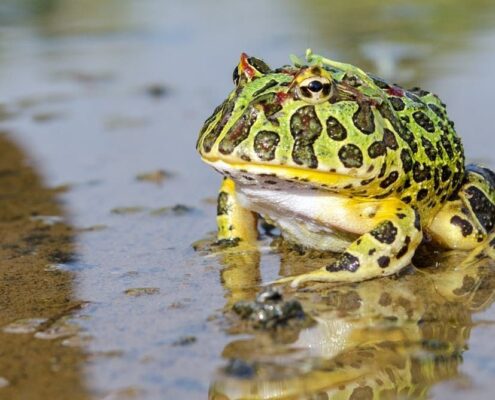 Pacman Frog