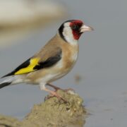 Saka Bakımı, Beslenmesi, Özellikleri