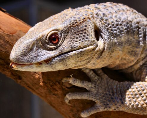 Savannah Monitor