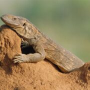 Savannah Monitor Savannah Monitor