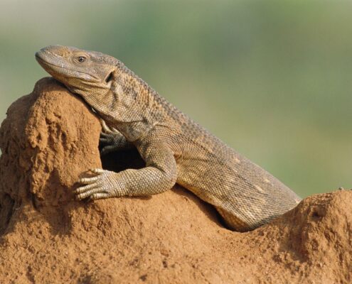 Savannah Monitor