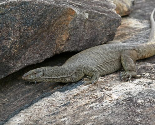 Savannah Monitor