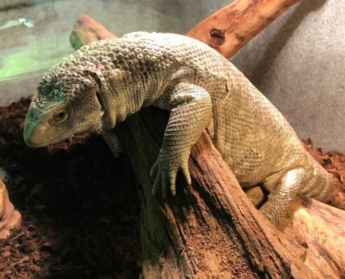 Savannah Monitor