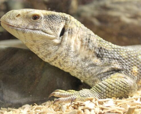 Savannah Monitor