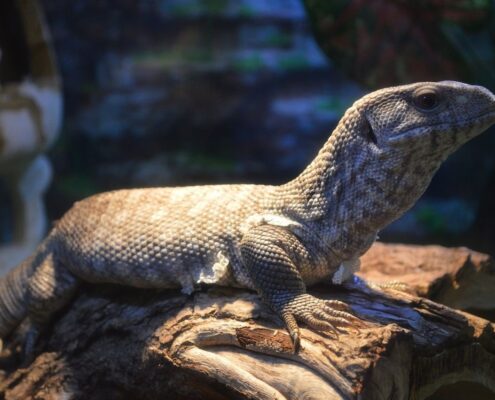 Savannah Monitor