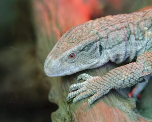 Savannah Monitor