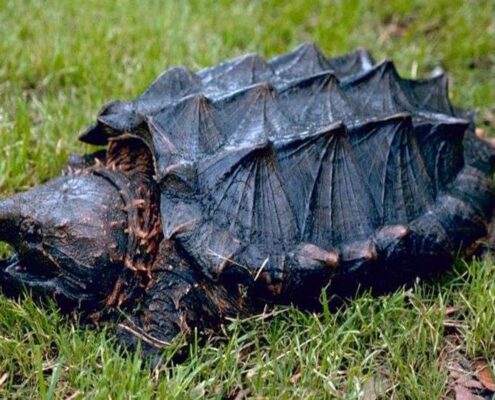Snapping Turtle (Su Kaplumbağası)