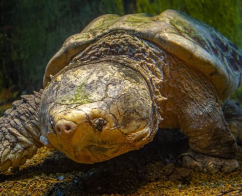 Snapping Turtle (Su Kaplumbağası)
