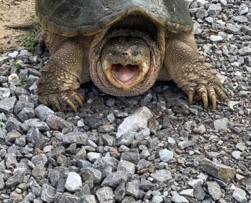 Snapping Turtle (Su Kaplumbağası)
