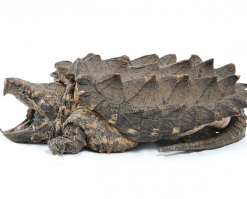 Snapping Turtle (Su Kaplumbağası)