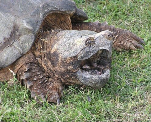 Snapping Turtle (Su Kaplumbağası)