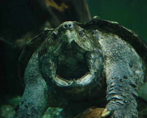 Snapping Turtle (Su Kaplumbağası)