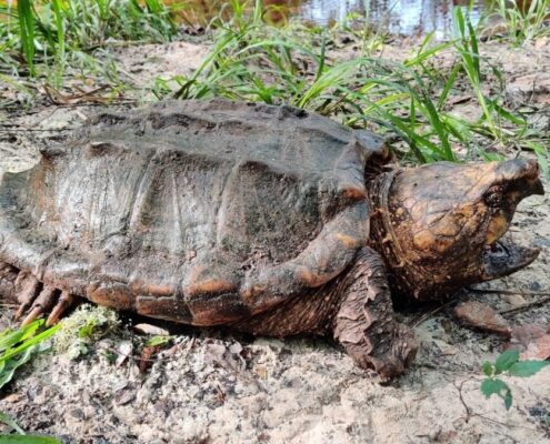 Snapping Turtle (Su Kaplumbağası)