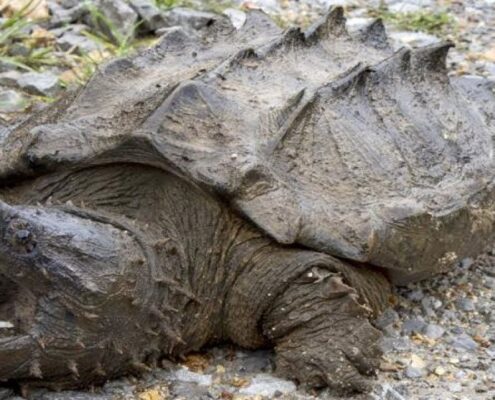 Snapping Turtle (Su Kaplumbağası)